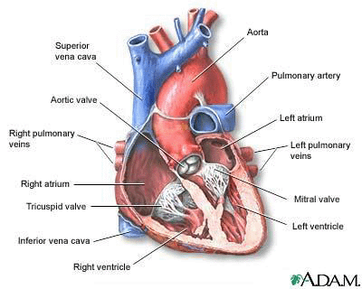 Image for High Blood Pressure Symptoms